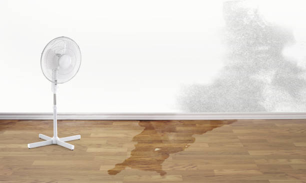 Best Professional water damage repair  in Park City, IL